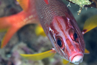Squirrelfish are part of a family of fish with unique eyes which may allow them to see colour in the dark.