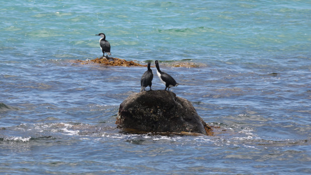 Cormorants on Shag Rock near Portland. 