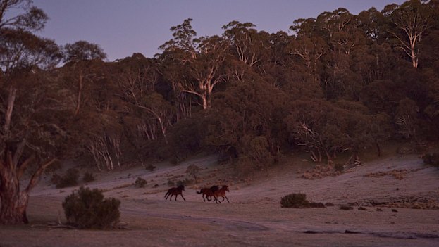 Wild brumbies spotted in the early morning on the Nunniong Plains.