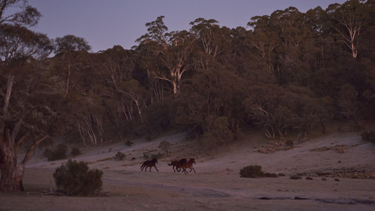 The Imminent Brumby Cull In The Australian Alps