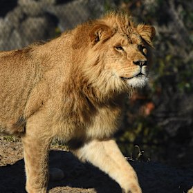 Taronga Zoo lion