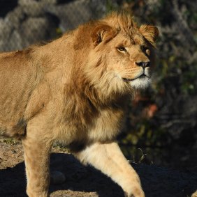 Taronga Zoo lion