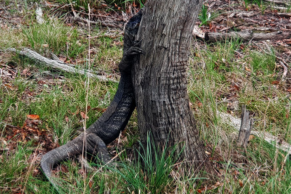 A lace monitor lizard in the Alberton West State Park