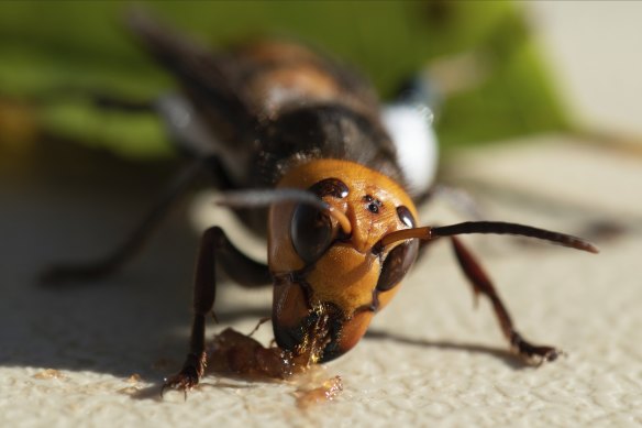 The murder hornet has swept through South Korea, France and North America.
