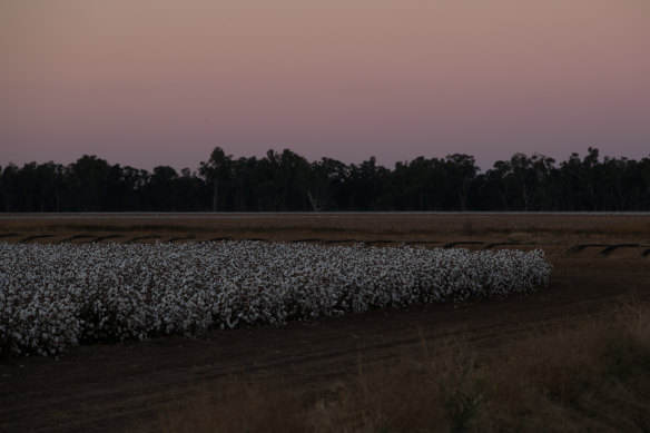 A cotton farm in Trangie, north-west of Dubbo.