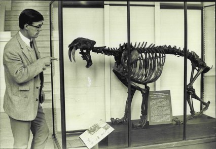 Dr Alex Ritchie indicates the Sabre-toothed cat’s lethal canines and wide gape, 1970.