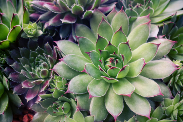 Succulents, which don’t use a lot of water, will be popular in gardens in 2022.
