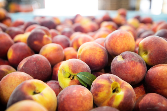 Recent rain on Adrian Conti’s farm is threatening to damage some of the stone fruit. 