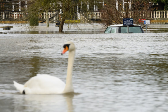A swan paddles past a submerged car in Wallingford.