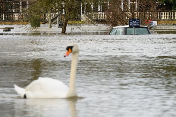 A swan paddles in front of a submerged car in Wallingford.