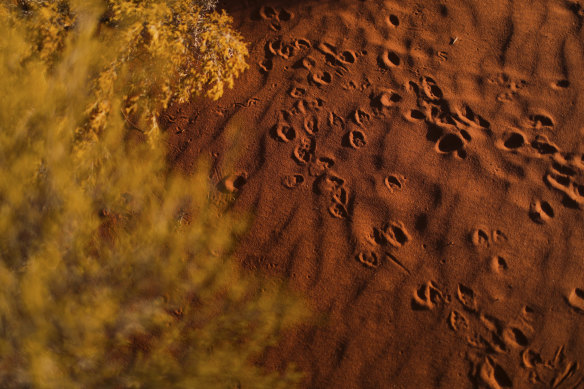 Desert tracks of animals seen in the red dirt of Yulara, near Uluru.