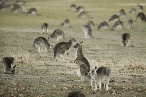 The European Parliament will on Monday night debate a ban on the sale of kangaroo products.