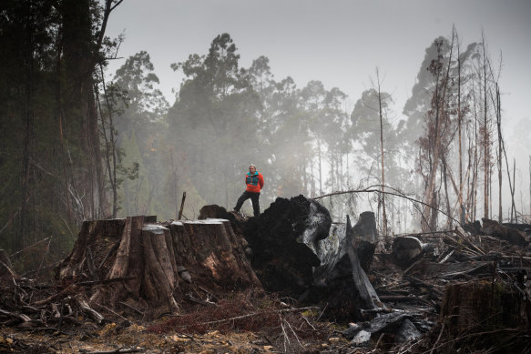 A campaigner in a logging coupe in the Huon Valley, Tasmania. Australia still logs native forests, including old-growth forests in Tasmania. 