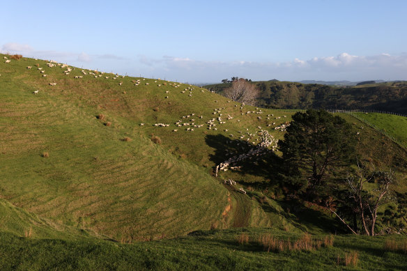 A sheep and cattle farm north of Auckland where the owner is planting trees to earn carbon credits.