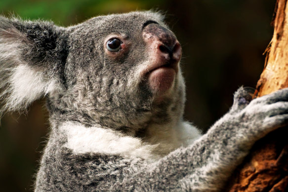 The koala is an endangered species in NSW, Queensland and the ACT.