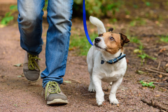 Vets recommend shorter leads for dog walking.