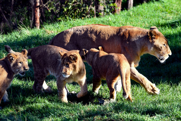 Lioness Maya shoulders most of the caring responsibilities for her nine-month-old cubs, while dad Ato is the protector and teaches them how to play and interact with adults.