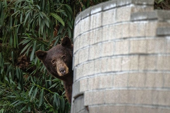 A black bear peeks round a corner in the backyard of a Monrovia home.