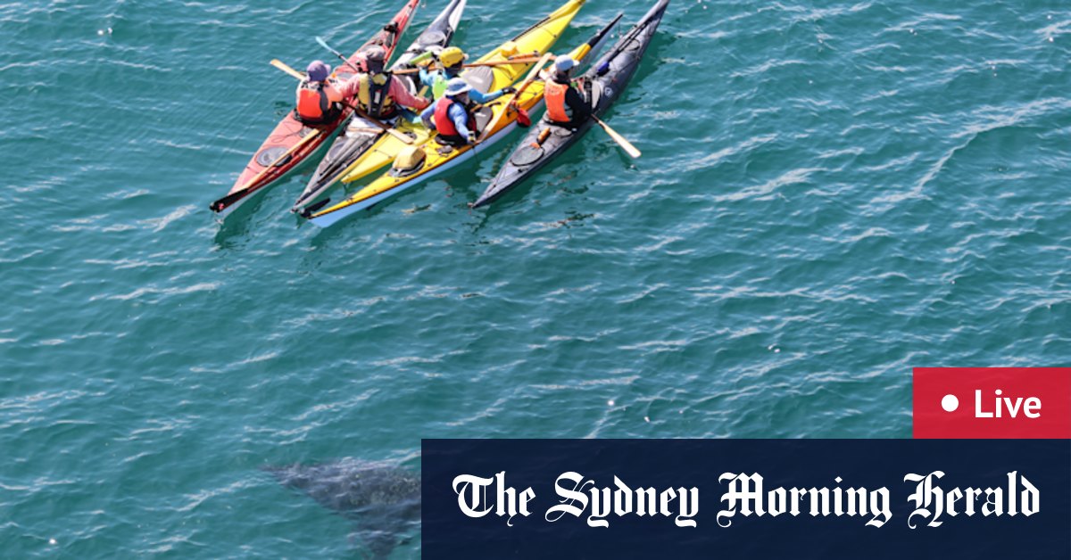 Great white shark circles kayakers at Hillarys; Perth man sentenced over rape of 16-year-old girl; ambulance ramping worsens; Waterbirds rescued after being ‘deliberately hooked’ on fishing lines