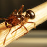 Fire ant colony has been found on Defence land west of Toowoomba, Queensland.