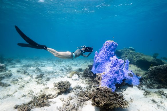 The stunning coral displays of Ningaloo Reef, pictured as the mass bleaching took hold.