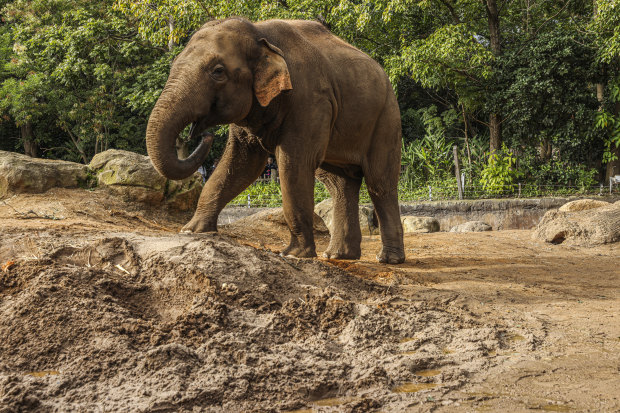 Luk Chai, a male bull elephant, has impregnated three females at the Melbourne Zoo. 