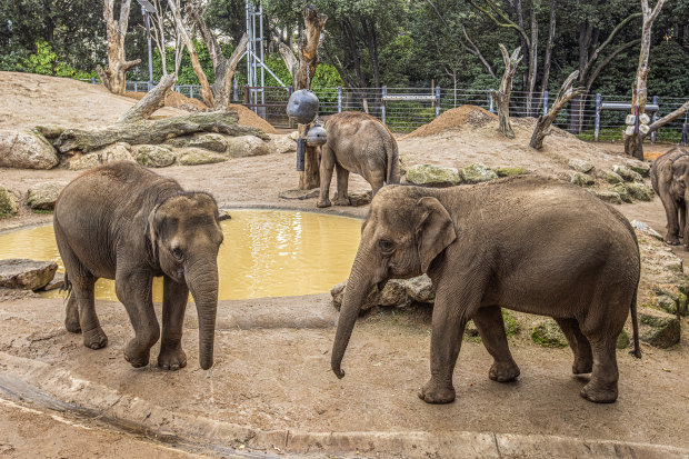 Female elephants at the Melbourne Zoo. 