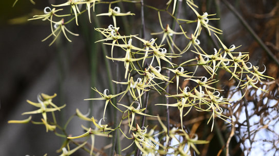 Bridal Veil Orchid, or a rat’s tail orchid at Royal Botanical Garden in Sydney.