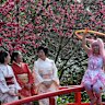 Sydney Cherry Blossom Festival at Auburn is NSW’s largest flower festival.