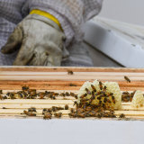 Beekeeper Andrew Wilson said the Swissotel’s rooftop beehives produce about 20 kilograms of honey that is used in its Ten Stories restaurant.