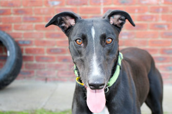 Penny was put down last week after eating contaminated meat