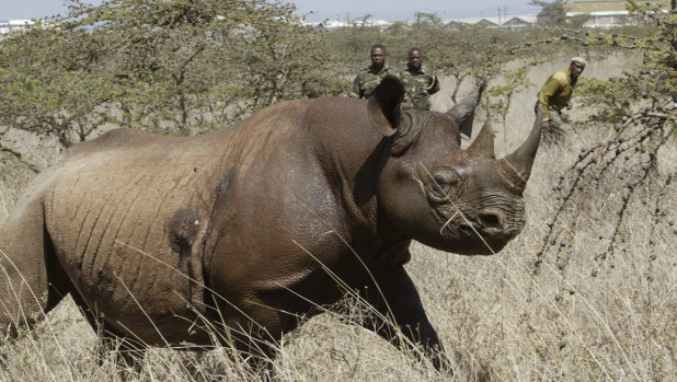 A  4-year old female black Rhino, pictured at Nairobi National Park in 2006. 