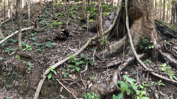 A Gondwanaland rainforest in Lamington National Park slowly recovers.