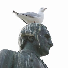 Seafarer Captain Cook with St Kilda seagull.