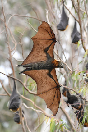 Grey-headed flying foxes at Melbourne's Yarra Bend Park. The mammals are among the many threatened or endangered species in the midst of our biggest cities.