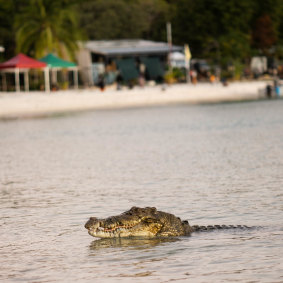 Nike the crocodile comes ashore for some food.