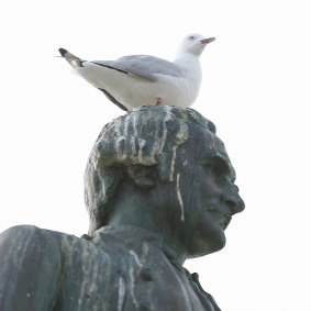 Seafarer Captain Cook with St Kilda seagull.
