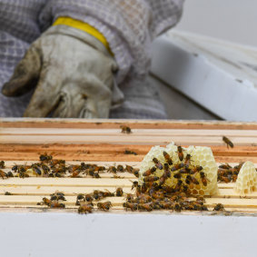 Beekeeper Andrew Wilson said the Swissotel’s rooftop beehives produce about 20 kilograms of honey that is used in its Ten Stories restaurant.