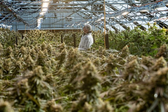 A medicinal cannabis farm can produce hundreds of kilograms every year.