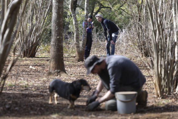 PhD student Annabel Ellis and Professor Peter Banks check a camera for footage of bandicoots, while farmer Keith Marshall and his dog Aldo search for truffles at his farm near Braidwood.