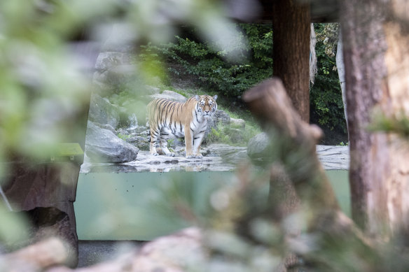 The tiger male Sayan in the restricted area at the Zoo Zurich after the accident in the tiger enclosure where a female keeper was attacked and fatally injured by a female tiger.
