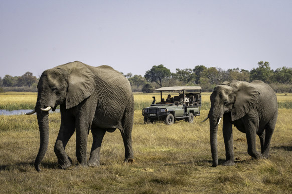 A file picture of elephants at a safari park in Botswana.