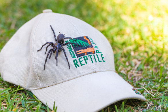 Hercules is the largest male funnel-web the Australian Reptile Park has ever looked after.
