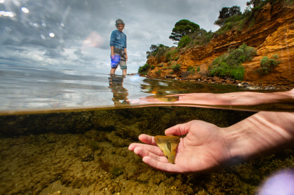 Katrina Gill searches for fossils at Beaumaris.