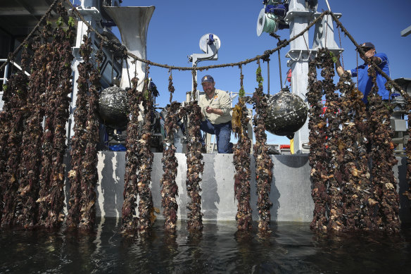South Coast Mariculture managing director Sam Gordon, on deck in Jervis Bay, says mussel and oyster farming is a “net benefit” form of aquaculture.