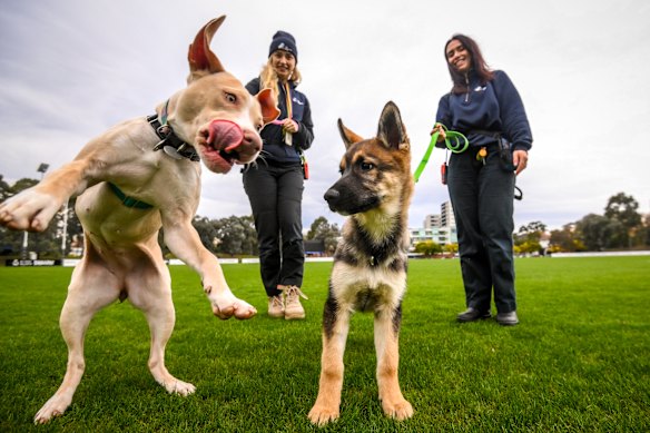Rosie the American Staffordshire terrier and Bereack with handlers Laura (left) and Abbie.