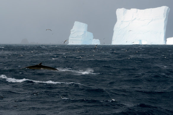 A fin whale near icebergs near the coast of Elephant Island, northeast of the Antarctic Peninsula.