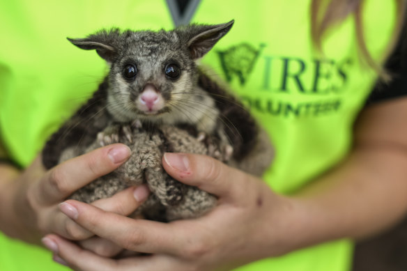 A WIRES volunteer carer holds a baby brush tail possum before it is to be released into the wild again.