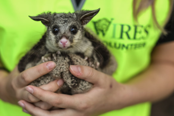 A WIRES volunteer carer holds a baby brushtail possum.