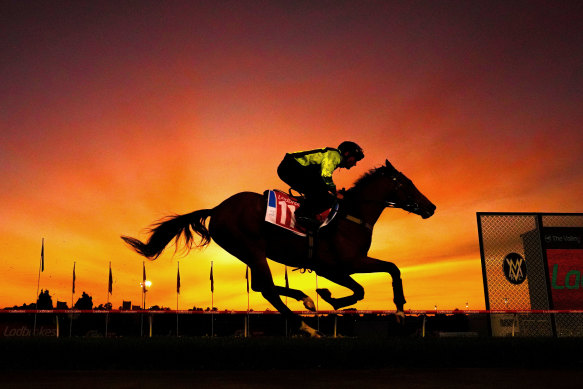 Damien Oliver takes El Bodegon for a morning run.